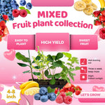 Pack 4 Assorted Fruit Plants Live, Strawberry, Blueberry, Raspberry, Banana (4–8” Tall), Edible Fruit Plants, Easy to Grow Indoor Outdoor