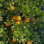 Red Navel Orange Live Plant in 1 Gallon Pot, Red Orange Tree 24-30 Inch Tall, Citrus Fruit Tree for Planting Outdoor Garden
