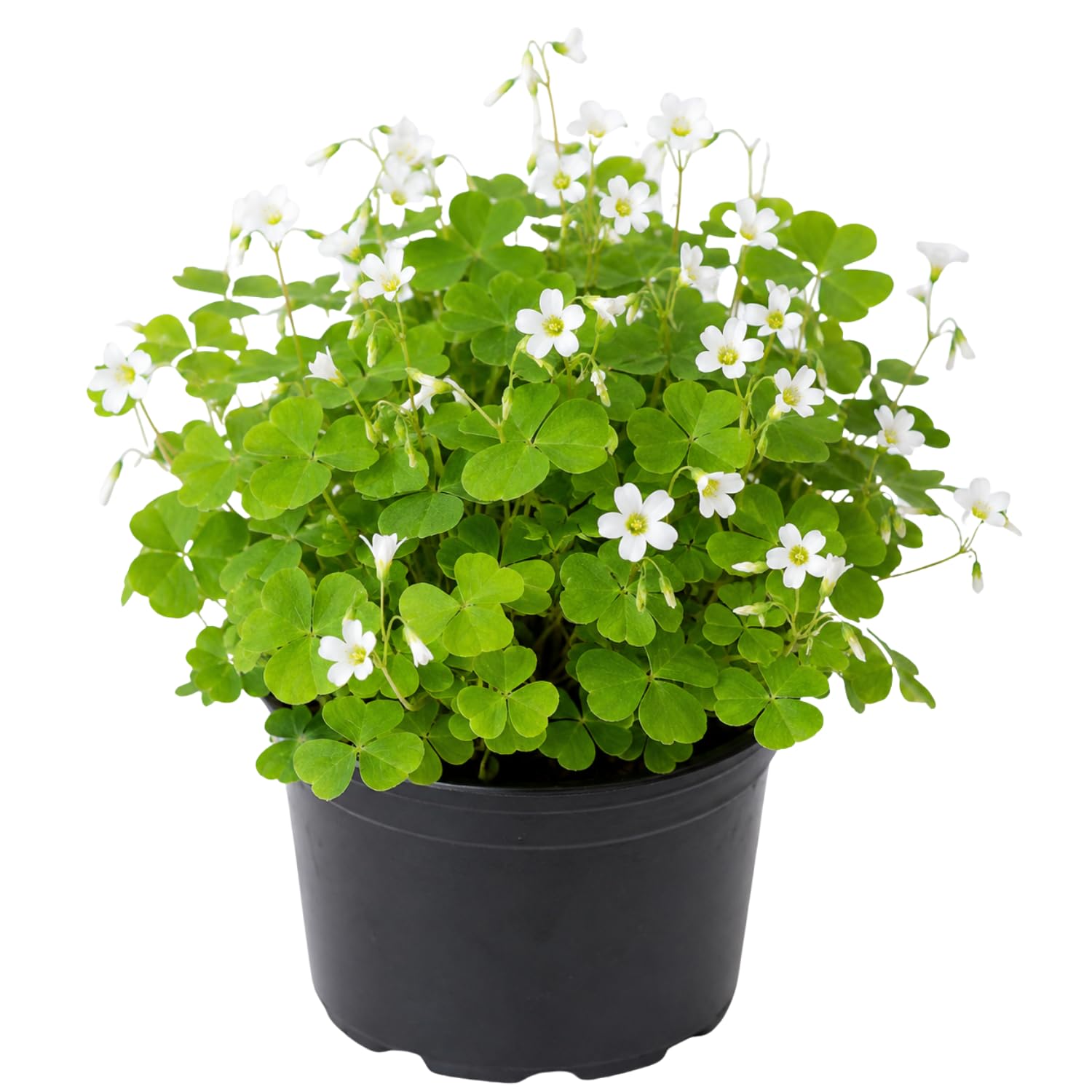 Oxalis Shamrock Live Plant 3-6 Inches Tall, Shade Loving Shamrock Plant for Patio Pots, Containers and Home Decor