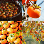 Set 2 Persimmon Plants Live, 12-24 Inch Tall Bare Root Dormant, Live American Persimmon Trees for Growing Outdoor