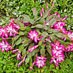 2 Pink Christmas Cactus Plants, Thanksgiving Cactus 3-6 Inch Tall, Winter Succulents Flowers Container Hanging Basket Indoor Outdoor Planting