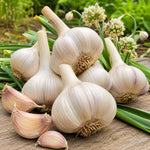 1 Pound Hard Neck Garlic for Planting in Fall, White Garlic Bulb for Planting, Fresh and High Yield, Cold Hardy, Planting Softneck Hardneck