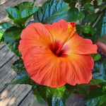Orange Hibiscus Plant for Outdoor Planting, Hardy Hibiscus Flowers Colorful Blooms, Hibiscus Plant for Grow, 5-7'' Tall