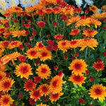Chrysanthemum Plants Live 4 to 7 Inch Tall, Mum Live Plants, Vibrant Perennial Mums Plants for Planting in Garden (Deep Orange)