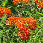 2 Orange Milkweed Plants Live, 5-8 Inch Tall, Butterfly Milkweed Asclepias Tuberosa Plant for Perennial Flower
