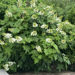 Hydrangea Plant Live Tree, White Oakleaf Color Bloom, 5-10" Well-Rooted Hydrangea Shrub Bush for House Planting Outdoor, Dormant