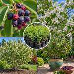 Serviceberry Live Plant, Ornamental Flowering Shrub, 1-2 Feet Tall