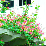 2 Purple Leaf Honeysuckle Plants Live for Planting, Fragrant, Easy to Grow, Perfect for Landscaping, No Pot, Ideal for Trellises Fences, Climbing or Bush, Rooted Cutting 8-12", Dormant No Leaf