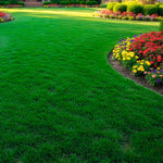 Set of 20000 Zoysia Grass Seeds, Zoysia Grass Seeds for Lawn, Low Maintenance Lawns in Home Yards and Garden