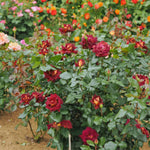 Rose Live Plant, Roses Flower Plant, Fragrant Flower for Planting, 4-6 Inches Tall, Bush Shrub Plants, Well Rooted, Ready to Grow (Orange Rose)