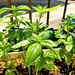 2 Basil Plants Live, Large Leaf Basil Plant Pot, Fragrant Plant for Outdoor Garden, 4 Inc Pot