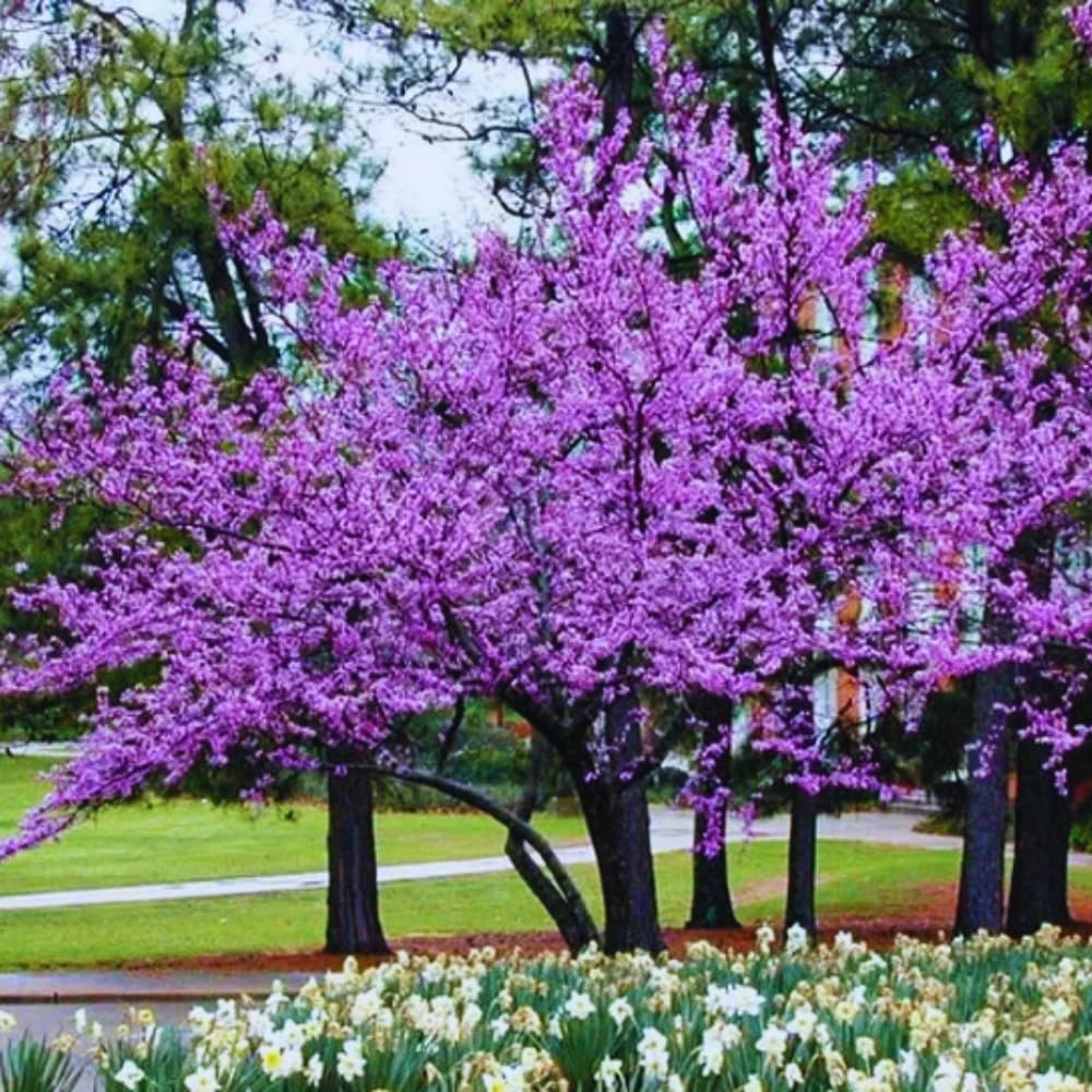 Live Redbud Tree Plant 1 Year Old for Outdoot Spring Planting, Eastern Red Bud Tree Live Plant for Planting, Zones 5 to 9