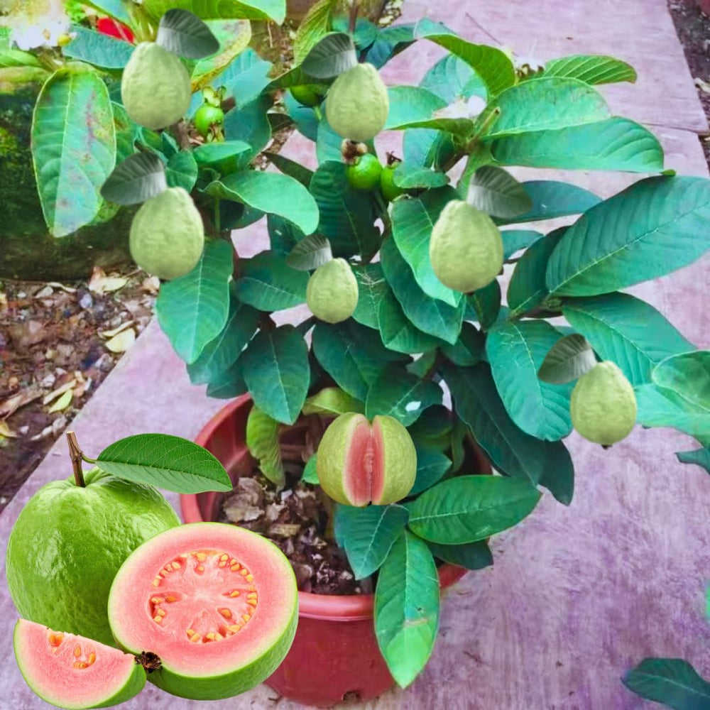 Sweet Pink Guava Tree Live Plant for Outdoor Planting, Tropical Fruit Tree Fragrant and Sweet, Starter Size, 5-9" in Tall