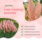 100 Pink Pampas Grass Seeds, Ornamental Grass Seeds for Planting, Perennial Pampas Grasses for Landscaping and Decoration