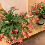 Live Orange Christmas Cactus Live Plant 4–6 Inches Tall, Winter Blooming False Thanksgiving Cactus Well Rooted, Flowering Houseplant for Home and Office