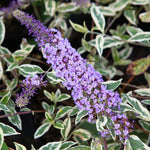 Pack 2 Butterfly Bushes Live Plant, Fragrant Buddleia Bush Shrub, 4 to 9 Inch Tall (Variegated Foliage)