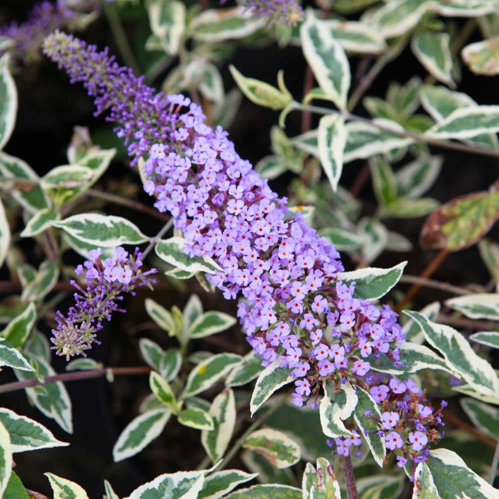 Pack 2 Butterfly Bushes Live Plant, Fragrant Buddleia Bush Shrub, 4 to 9 Inch Tall (Variegated Foliage)
