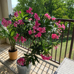 Pink Oleander Plant Live, Oleander Live Plant, 5 to 7 Inches Tall, Flowering Ornamental Shrub, Easy Care Outdoor Plant