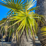 Palm Tree Live Plant, Fully Rooted in 3 Gallon Pot, Rare Tropical Plant Live for Indoor or Outdoor Growing, Old
