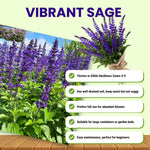 3 Dark Purple Salvia Sage Plants 4–7" Tall, Perennial Live Flowering Garden Plants for Outdoor Growing, Vibrant Salvia Plant Starter