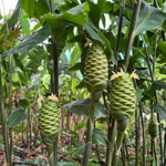 Shampoo Ginger Plant, Cold Hardy Red Ginger, 3-5 Inches Tall, Zingiber Zerumbet Live Outdoor Landscape