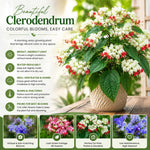 Random Clerodendrum Live Plant 4-7 Inches, Chain of Glory Light Bulb Flowering Shrub Starter Plant for Indoor Outdoor Garden