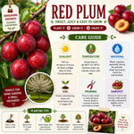Red Plum Tree Live Plant, Plum Fruit Tree Plant, 2-3 Ft Tall