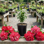 Red Rose of Sharon Bush Live, Garden Shrub, 6-14 Inch Tall
