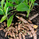 2 Ginger Curcuma Turmeric Plants Live 5-9 Inch Tall, Ginger Plant Live for Planting