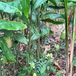 Fresh Shampoo Ginger Plant, Zingiber Zerumbet Fresh Ginger Live 3-5'' Tall, Ready for Perennial Garden