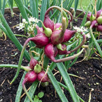 10 Walking Onion Bulbs for Planting, Cold Hardy Walking Onion Bulbs