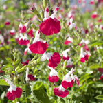 3 Sage Salvia Plants Live, Perennial Flowering Bushes, Bicolor Red White Blooms, 4-8 Inch Tall