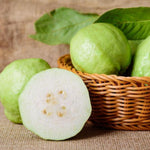 White Guava Tree Live Plant, 10 Inch Sweet Fruit Tree, Tropical Guava Plant for Home Garden