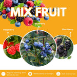 Set of 3 Mixed Fruit Plants Live, Raspberry, Blueberry and BlackBerry, 4–8 Inch Tall Assorted Berry Seedlings, Indoor Outdoor Garden Plants
