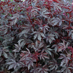 3 Hardy Cranberry Hibiscus Live Plants, Tropical Hibiscus Bush, 4-6 Inches Tall, Outdoor Garden Plant