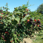 Pack 2 Thornless BlackBerry Plants Live, 4-8 Inch Tall, BlackBerry Bush Live Plant, Sweet Blackberries Fruit Indoor Outdoor (Triple Crown BlackBerry)