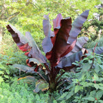 Zebrina Banana Plant Tree Live, Cold Hardy 4-7" in Tall, No Pot, Outdoor Spring Planting, Rare and Sweet Banana Plants