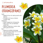 Plumeria Plant Live, 2-3 Feet Tall in 1 Gallon Pot, Frangipani Flowering Tropical Plant (Yellow Plumeria)