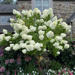 2 Hydrangea Plant Live, Hardy Hydrangea Bush Shrub for Outdoor Garden Planting, Bare Roots Dormant 6-12 Inch (Lime Hydrangea)