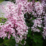 Kim Lilac Tree Live Plant for Outdoor Spring Planting, 1 Year Old Tree 6-12" Tall in Quart Pot, Purple Lilac Trees