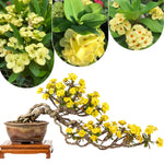 Crown of Thorns Plant Live, Euphorbia Milii Succulent Live Plant, 4-8 Inch Tall Flowering Houseplant with Year-Round Blooms, No Pot (Yellow Crown of Thorns)