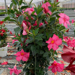 3 Pink Mandevilla Plants Live, Mandevilla Flower Plant, Mandevilla Live Plants, 5 Inc to 6 Inc Tall, Mandevilla Well Rooted for Garden