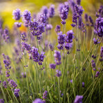 French Lavender Plants Live, Size 5-9" in Tall, Purple and Fragrant Lavender Bush for Indoor Outdoor Growing, Spring Bloom