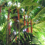 Palm Tree Live Plant, Fully Rooted in 3 Gallon Pot, Rare Tropical Plant Live for Indoor or Outdoor Growing, Orange