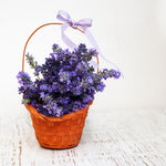 Pack 2 Lavender Live Plants 4-8 Inches, Hardy Fragrant Perennial Outdoor Herb Plant (Phenomenal Lavender)