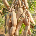 Sweet Tamarind Tree Live Plant, 2-3 Feet Tall in 1 Gallon Pot, Tropical Fruit Tree