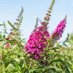 2 Butterfly Bush Live Plants, Raspberry Buddleia Shrubs, 5–9 Inch Tall, Fragrant Flowering Shrubs, No Pot