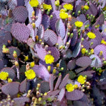 Live Purple Prickly Pear Cactus Plant, Prickly Pear Cactus Plants, 6-8 Inches Tall, Ready for Growing