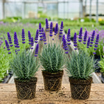 Pack 4 Creek Live Lavender Plants for Outside, Blue Purple Lavender Plants No Pot, 5-7" Tall Gardening Indoor Outdoor Spring Planting