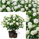 Duke Jasmine Live Plant – Climbing White Flower Vine, Fragrant Indoor & Outdoor 4-6” Tall Decorative Plant